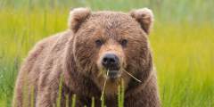 Discovery voyages bears and glaciersbrown bear