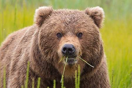 Discovery voyages bears and glaciersbrown bear