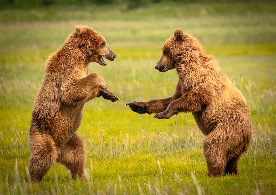 Bears do mini migrations throughout the summer, but your guide always knows where to find them