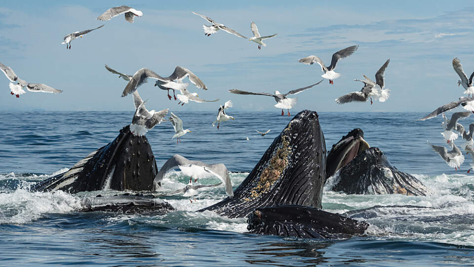 Experience the thrill of watching orcas and humpback whales engage in a spectacular feeding frenzy, showcasing the incredible marine life of Resurrection Bay.