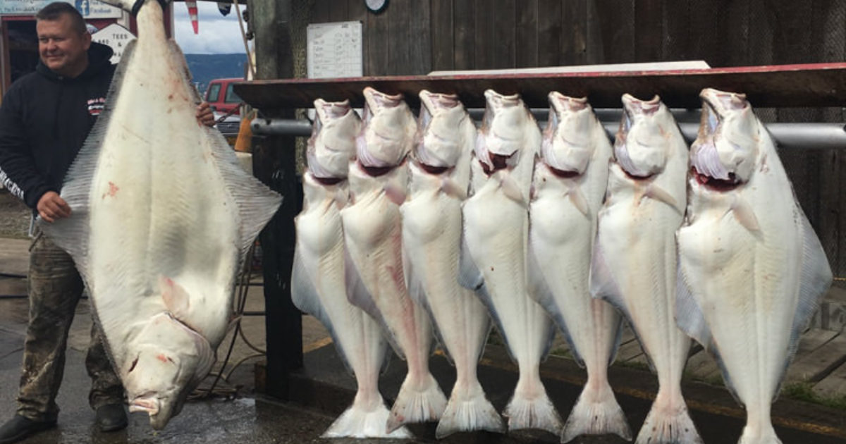 Alaska Fish On Charters Kenai Peninsula