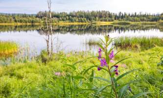 Fairbanks fountainhead wedgewood wildlife sanctuary WW SANC Alaska Org Listing 0009 7 3119 Fnthd Sanctuary 126