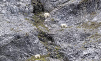 Glacier Bay Day Tour 9