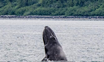 Glacier Bay Day Tour 10