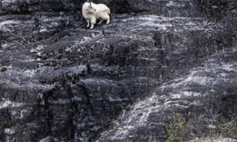 Glacier Bay Day Tour 11