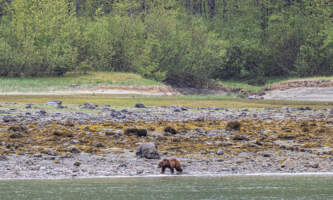 Glacier Bay Day Tour 19