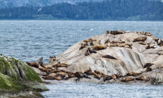 Glacier Bay Day Tour 21