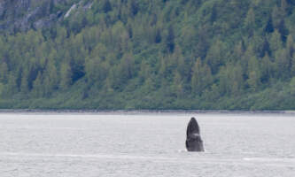 Glacier Bay Day Tour 22