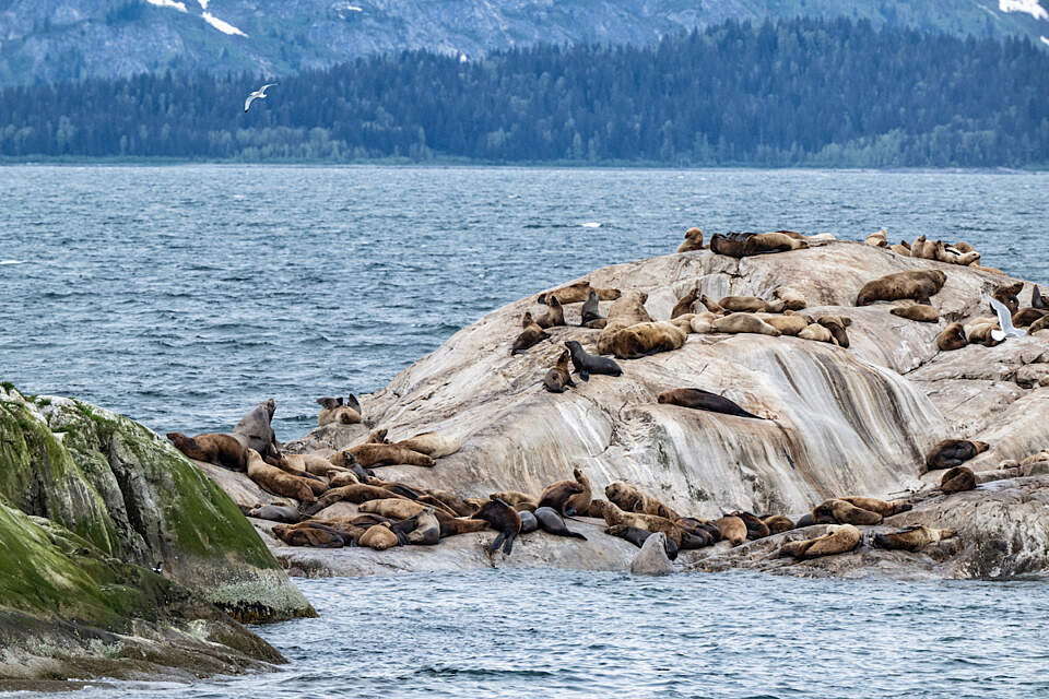 Sea lions hauled out on a rock