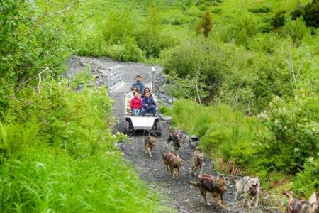 Dog sledding dog ride
