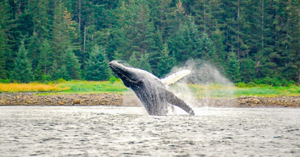 whale watching tours icy strait point alaska