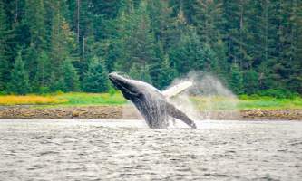 Glacier Wind Charters breaching humpback 2 2