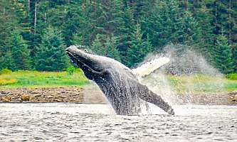 Glacier Wind Charters breaching humpback 2