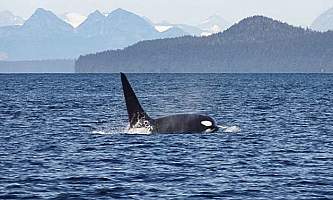 Glacier Wind Charters bull orca