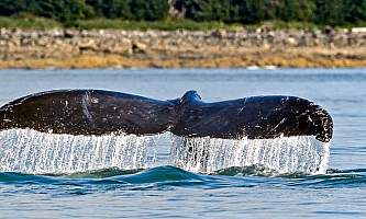 Glacier Wind Charters dan harker dripping humpbacke tail