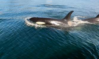 Glacier Wind Charters eric johannsen orca cruising close