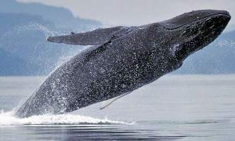 Glacier Wind Charters humpback breeching alaska