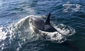 Glacier Wind Charters orca by boat