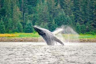 Glacier Wind Charters breaching humpback 2 2