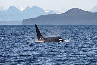 Glacier Wind Charters bull orca