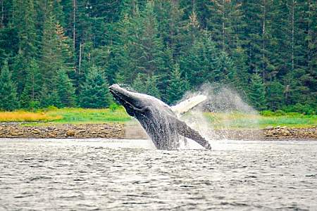 Glacier Wind Charters Whale Watching