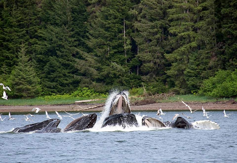 You may experience the very cool sight of whales bubble net feeding -- where a group of whales create a net of bubbles to corral fish and keep them from escaping so several whales can feed at once!