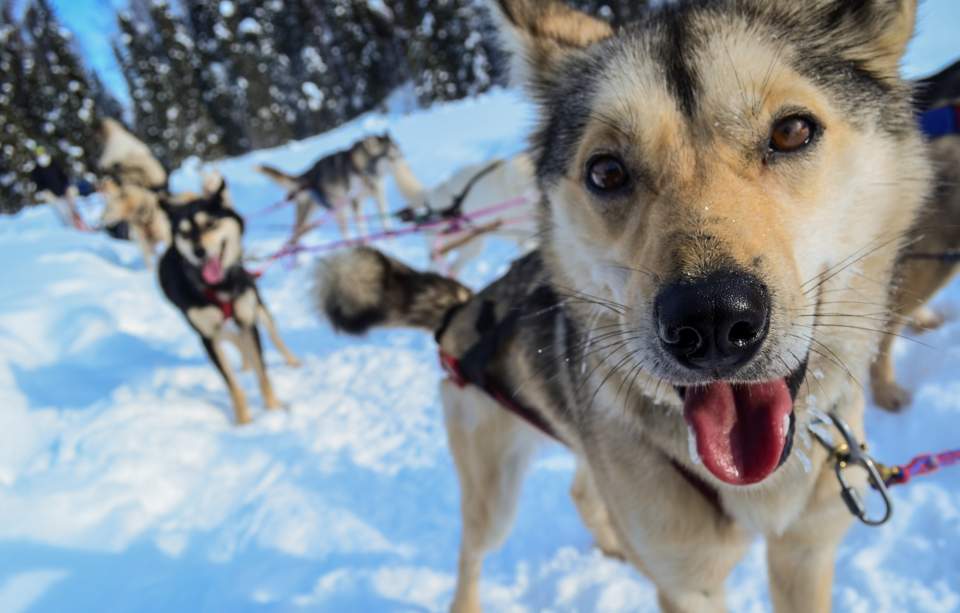 Close up on the face of a sled dog.