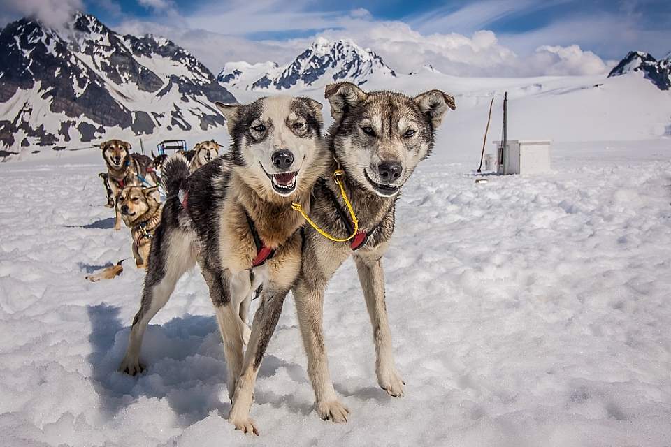 Sled dogs on snow surrounded by mountains.