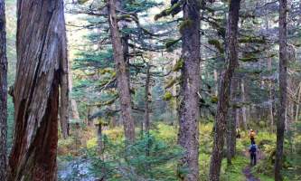 Trenton Gould Edit Forest Running alaska seward wilderness collective
