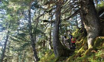 Trenton Gould Edited Green Forest Hikers alaska seward wilderness collective