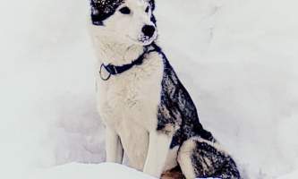 Snowhook adventure guides of alaska dog sledding tours PSX 20190225 220756