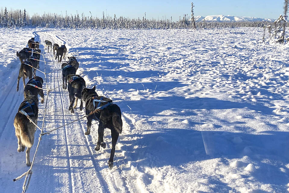 A team of dogs pulls a sled along a snowy trail in Alaska