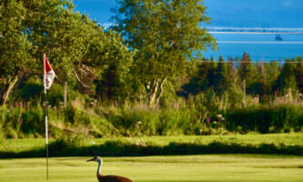 Homer Golf Course Alaska DSC 7901 Homer Golf Coursealaska org homer golf course