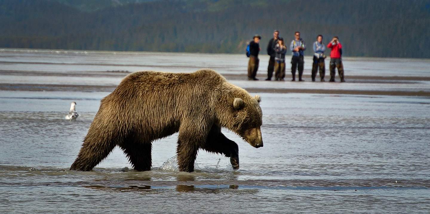 A group of people observe a brown bear from a distance.