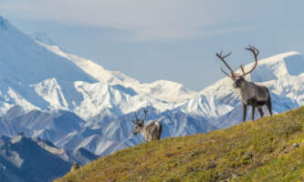 Denali Whale s Tail Backpacking Denali Caribour Whale s Tail