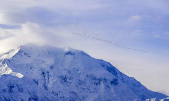 Denali Whale s Tail Backpacking Denali birds light