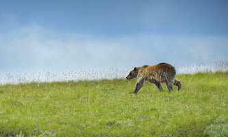 Denali Whale s Tail Backpacking john peters 3 URF84zp D Dg unsplash