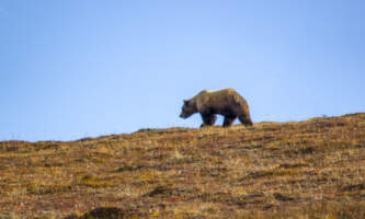 GOTA Basecamp Gatesofthe Arctic Bear