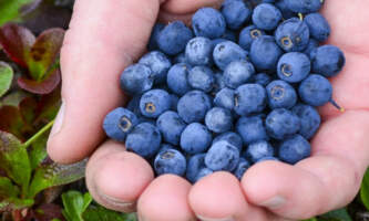 GOTA Basecamp Gatesofthe Arctic Blueberries