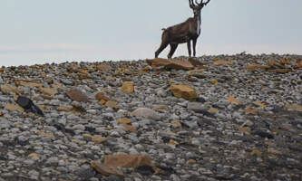 GOTA Basecamp Gatesofthe Arctic Caribou