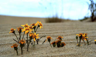 GOTA Basecamp Kobuk Sand dunes flowers