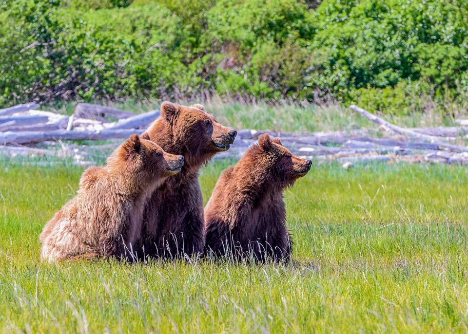 Three bears sitting in the grass.