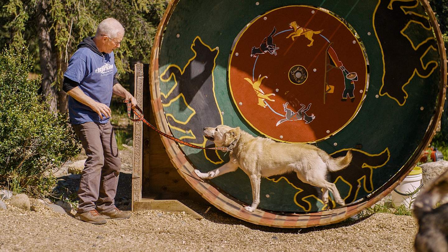 A man leads a Husky on a running wheel.