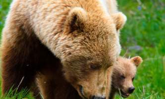 2016 kantishna wilderness trails 10 bears2019