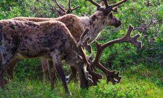 2016 kantishna wilderness trails 3 caribou pack2019