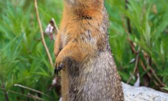 2016 kantishna wilderness trails 5 squirrel2019