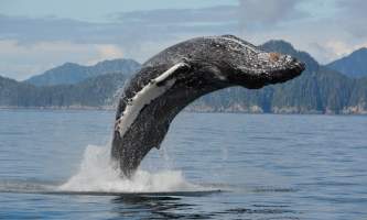 Kayak Adventures Worldwide Alaska day5 0592019