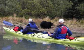 Kayak Adventures Worldwide bear addison lake2019