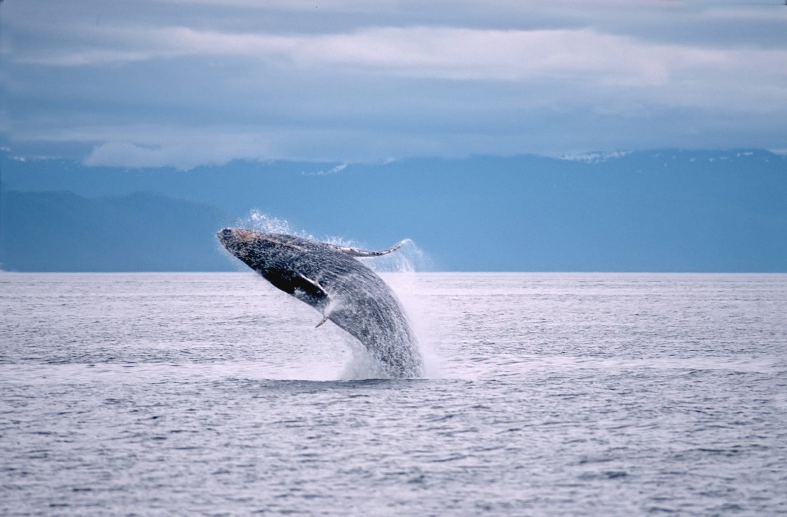 Kenai Fjords Tours | Glacier Cruises Out Of Seward | ALASKA.ORG