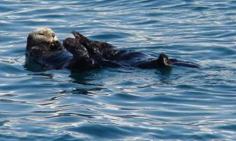 Kenai fjords tours Kenai Fjords Seward 0032019